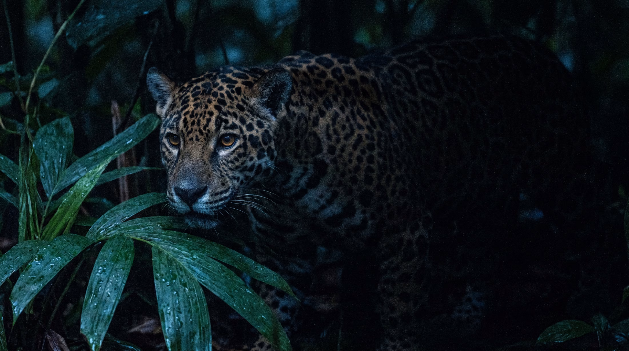 Jaguar adulto emergiendo de la oscuridad de la selva